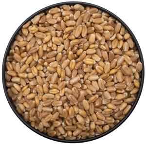 Blé non-OGM pour la distribution en gros, blé naturel à l'aspect propre pour les marchés alimentaires mondiaux - Product Image 4