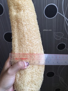 ฟองน้ำใยบวบธรรมชาติคุณภาพสูง ขนาด 25-30 ซม. แบบแบน สำหรับใช้ในห้องน้ำและห้องครัว ส่งออกจากฟาร์มในเวียดนาม ราคาดี - Product Image 2