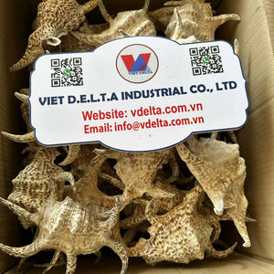 Conchas Marinas Naturales Decorativas para Decoración del Hogar, Proveedor al por Mayor - Product Image 3