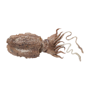 Good Quality Frozen Whole Round Fresh Cuttlefish With Block Freezing No Soaking - Product Image 6
