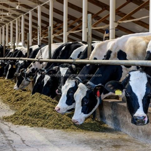 Alimentation Premium Kim Minh International en ensilage de maïs fermenté à partir de plantes entières pour bovins et bétail, 10 % d'humidité max, durée de conservation de 12 mois - Product Image 5