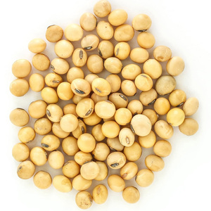 Haricots de soja jaunes riches en protéines / Haricots de soja non OGM du Brésil / Haricots de soja OGM riches en protéines brutes au meilleur prix - Product Image 1