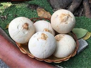 มะพร้าวอ่อนปอกเปลือกคุณภาพสูง น้ำหวาน เกรดส่งออก - Product Image 4