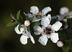ผู้ส่งออกขายส่งน้ำมันหอมระเหยจากใบมานูก้า (Leptospermum Scoparium) ขนาด 5 กก. สำหรับการใช้งานในอุตสาหกรรม - โดย Katyani Exports - Product Image 3
