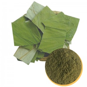 Extrait de feuille de lotus de qualité supérieure – Extrait d'herbes naturelles, fournisseur vietnamien, qualité export // M. Tom - Product Image 5