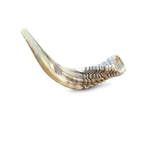 Shofar en corne de bélier Kudu, shofar en corne de bélier poli, shofar artisanal naturel, instrument en corne de bélier, shofar en corne de Kudu, shofar juif - Product Image 4