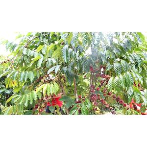 Café doble de 250ml VINUT con leche, bebidas de café Premium suministradas por Vietnam - Product Image 2