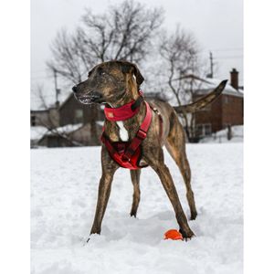 Guinzaglio e Pettorina per Cani Geo Prene 2-in-1 Riflettente con Imbottitura in Neoprene Antiurto - Product Image 5