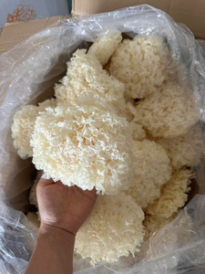 เห็ดหัวสิงโตแห้ง จำหน่ายแบบขายส่ง เกรดพรีเมียม รับประทานได้ มีไฟเบอร์สูง อายุการเก็บรักษา 12 เดือน - Product Image 3