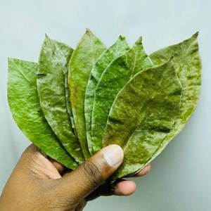 EXPAD Steamed Soursop Loose Leaf Herbal <b>Tea</b> in Glass Cup Naturally Dried Health <b>Tea</b> from Vietnam - Product Image 2