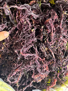 HOT SELLING Natural Reddish Brown Sea <b>Moss</b> Dry Eucheuma Seaweed Sustainable Crop For Extraction Food Grade Powder - Product Image 6