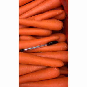 Hot Selling Price <b>Fresh</b> <b>Vegetables</b> Orange Carrots in Bulk - Product Image 4