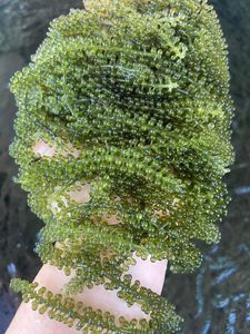 สาหร่ายทะเลสดสีเขียว คาวิอาร์สาหร่ายธรรมชาติ สำหรับอาหารญี่ปุ่น ซูชิ สลัด อาหารทะเล และการแปรรูปอาหารระดับพรีเมียม - Product Image 1