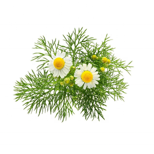 Kanha น้ำมันหอมระเหยบริสุทธิ์จากดอกคาโมไมล์ของธรรมชาติโรมันไฮโดรโซล100% บำรุงบำรุงผิวแบบออร์แกนิกบริการส่งตรง - Product Image 6