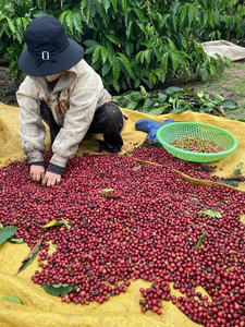 Café Vietnamita Tradicional Molido, Robusta 100% Estándar de Vietnam, Personalizable OEM/ODM, Empacado en Bolsa de 1 kg - Product Image 4
