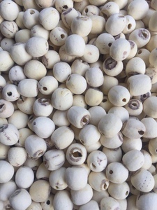 Semillas de Loto Blanco Secas de Blue Lotus Farm, Origen Natural Dong Thap, Vietnam, Alta Calidad, 24 Meses de Vida Útil, Almacenamiento Congelado - Product Image 4