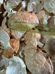 Producto Popular: Carapace de Cangrejo Limpia y Seca, Lista para Rellenar, Pulida y con Bajo Olor - Product Image 6