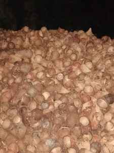 Coques de noix de coco de haute qualité pour la production de charbon de bois, matière première naturelle - Product Image 3