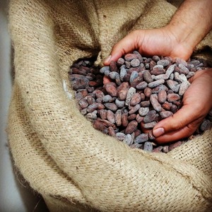 Granos de Cacao Fermentados Naturalmente de Cosechas Seleccionadas, Empacados para Compradores al por Mayor con Procesamiento Limpio y Empaque Confiable - Product Image 2