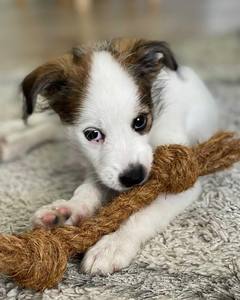 Juguete de Cuerda de Fibra de Coco para Perros, 7.9 Pulgadas, Cuerda Resistente para Masticar, para Perros Pequeños y Medianos, Fabricante Vietnamita ANGLE - Product Image 2