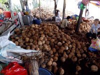 Beau choix de haute qualité fait à la main bon prix coquille de noix de coco naturelle nid d'oiseau extérieur décoration de jardin Cage pour animaux de compagnie fabriqué au Vietnam