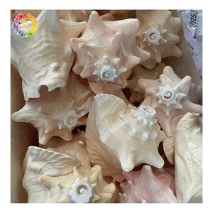 Concha de Murex Ramosus en Venta, Operculum Natural de Chicoreus Ramosus al por Mayor para Decoración del Hogar y Manualidades - Product Image 5