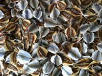 Snack de Pescado Premium de Trevally con Rayas Amarillas Secado al Sol y Perfectamente Condimentado con Especias, Venta al por Mayor