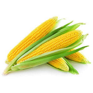 Maïs sucré frais et séché, maïs blanc et maïs jaune, type de culture non-OGM - Product Image 1