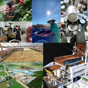 Grains de café Robusta certifiés biologiques 100% écran traité à sec 18 torréfié service OEM - Product Image 6