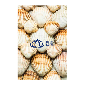 Conchas de Vieira Naturales Ecológicas Blue Lotus, Blancas con Rayas Rojas, para Manualidades, Decoración del Hogar, Feng Shui, Binh Thuan - Product Image 1