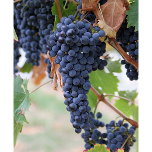 Vigne de raisin frais de qualité supérieure pour la vinification et la production de jus, qualité d'exportation en gros, OEM disponible - Product Image 1