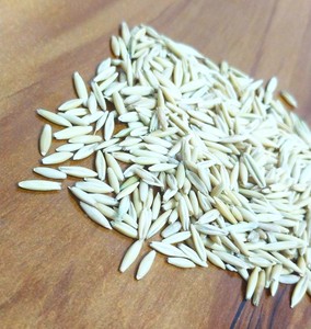Avena Integral para Alimentación Animal |   Avena cruda a granel |   Proveedor de Granos de Avena |   Reen Traders - Product Image 4