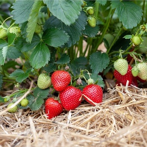 Fresas Orgánicas de Nueva Cosecha Frescas de Alta Calidad 15 kg - Product Image 3