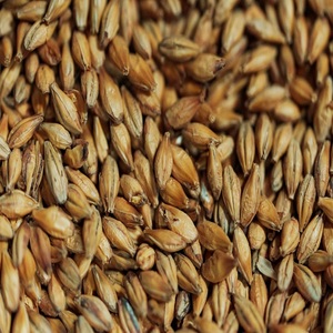 Grains d'orge naturels de bonne qualité, aspect propre et utilisation polyvalente pour l'alimentation, l'alimentation animale et le traitement industriel - Product Image 5