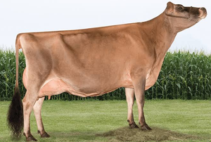 High Quality Jersey Dairy <b>Cows</b> for Bulk Livestock Supply and Commercial Farming - Product Image 1