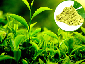 Tea Leaf <b>Extract</b> Green Tea Powder Ingredient 50 %Tea Polyphenols Natural Green Tea <b>Extract</b> Powder Food Custom Package - Product Image 2