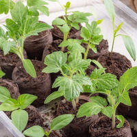 Pots de culture pour semis en tourbe de coco de qualité supérieure, pots biodégradables en fibre de coco écologiques avec une forte rétention d'eau pour une utilisation en jardinage
