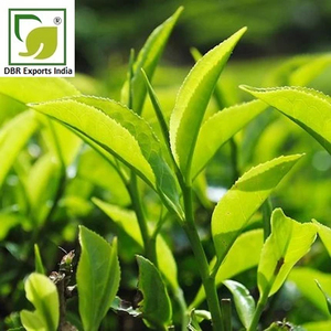 Huile absolue de thé vert de haute qualité, extrait naturel de Camellia Sinensis pour les applications de parfum et de fragrance - Product Image 1