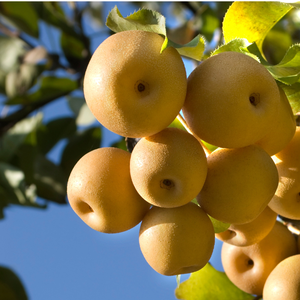 Fruits sucrés croquants et juteux de poire coréenne fraîche 15kg par carton Knock Knocks Co. LTD - Product Image 4