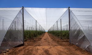 PP Grape Trellis Net Square <b>Plastic</b> Climbing Net Plant Support <b>Mesh</b> for Vineyard Agriculture - Product Image 2