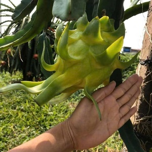 Dragon <span class=keywords><strong>Fruit</strong></span> Jaune <span class=keywords><strong>de</strong></span> Qualité Supérieure, Frais, OEM ODM, Marque VIETFAP, 100% Naturel, Exportation Vietnamienne, Norme <span class=keywords><strong>de</strong></span> Qualité, 30-40 Jours - Product Image 4