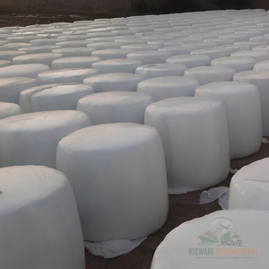 อาหารสัตว์พรีเมียมจากข้าวโพดหมัก 100% ธรรมชาติสำหรับโค – ข้าวโพดหมักโปรตีนสูง บรรจุภัณฑ์สุญญากาศ - Product Image 2