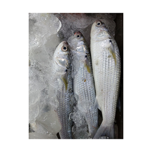 Venta al por mayor de pescado mullet gris congelado, suministro a granel, precio bajo, pescado fresco y congelado - Product Image 6