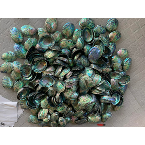 Coquille d'ormeau naturelle, matériau artisanal écologique de forme unique pour la décoration intérieure et les créations faites à la main - Product Image 6