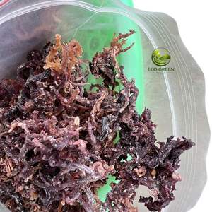 Musgo Marino Morado Silvestre Seco al por Mayor, Musgo Irlandés Crudo Eucheuma Cottonii, Superalimento de Primera Calidad, Suministro a Granel - Product Image 1