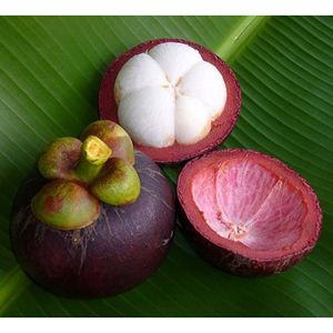 Fresh Mangosteen Harvested in Vietnam Bulk Packaging for Global Fresh Fruit Suppliers and Wholesale Importers - Product Image 5