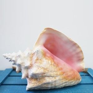 Good price natural sea shells <b>queen</b> conch shell beach nautical decor top quality seashells - Product Image 3