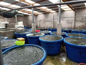 Meilleur Prix Raisins de Mer Déshydratés Vente en Gros Algues Séchées Vietnam 2026 - Product Image 5