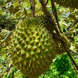Durian surgelé de qualité supérieure, origine Vietnam, IQF, haute qualité, export en vrac, norme d'exportation, marque privée, fournisseur OEM, certifié HACCP/ISO - Product Image 5