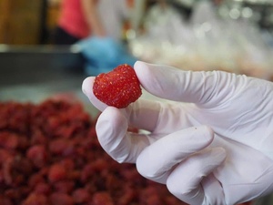 Fresas Secas Suaves en Trozos Enteros |   Snack Natural de Fruta Masticable |   Suministro al por Mayor de Calidad Premium - Sra. Tarina - Product Image 6